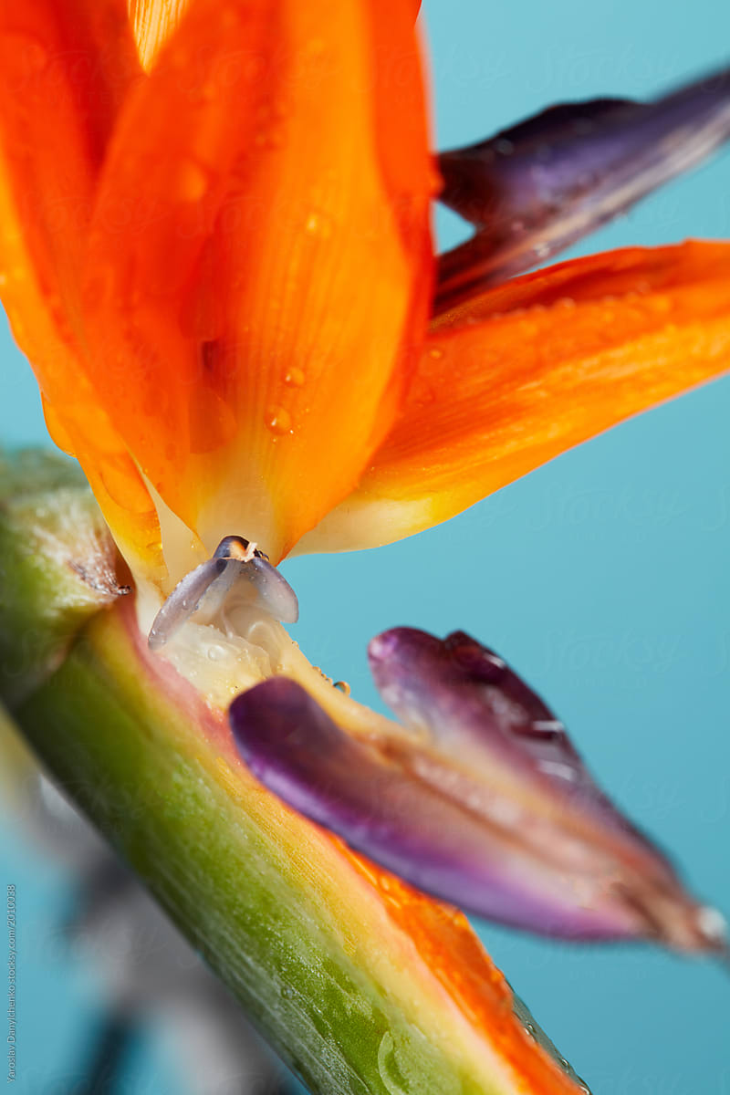 Closeup of orange petals of strelitzia on a blue background