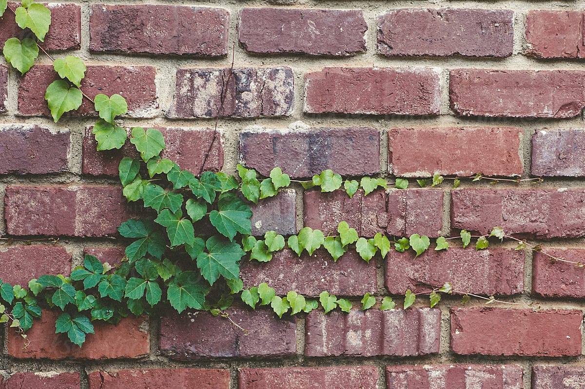 Green Boston Ivy Growing on A Red Brick Wall