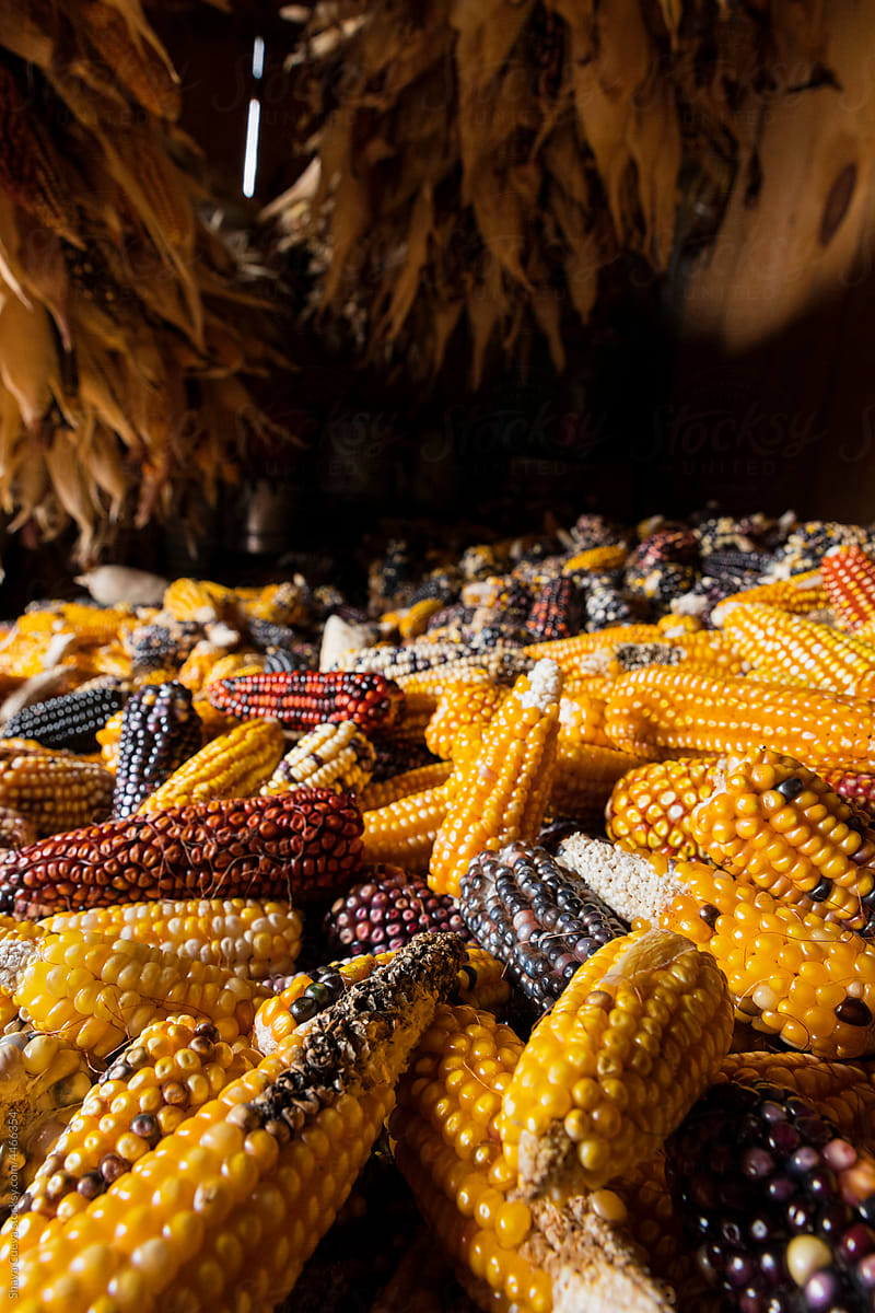 Closeup of the texture of colorful corn in Oaxaca