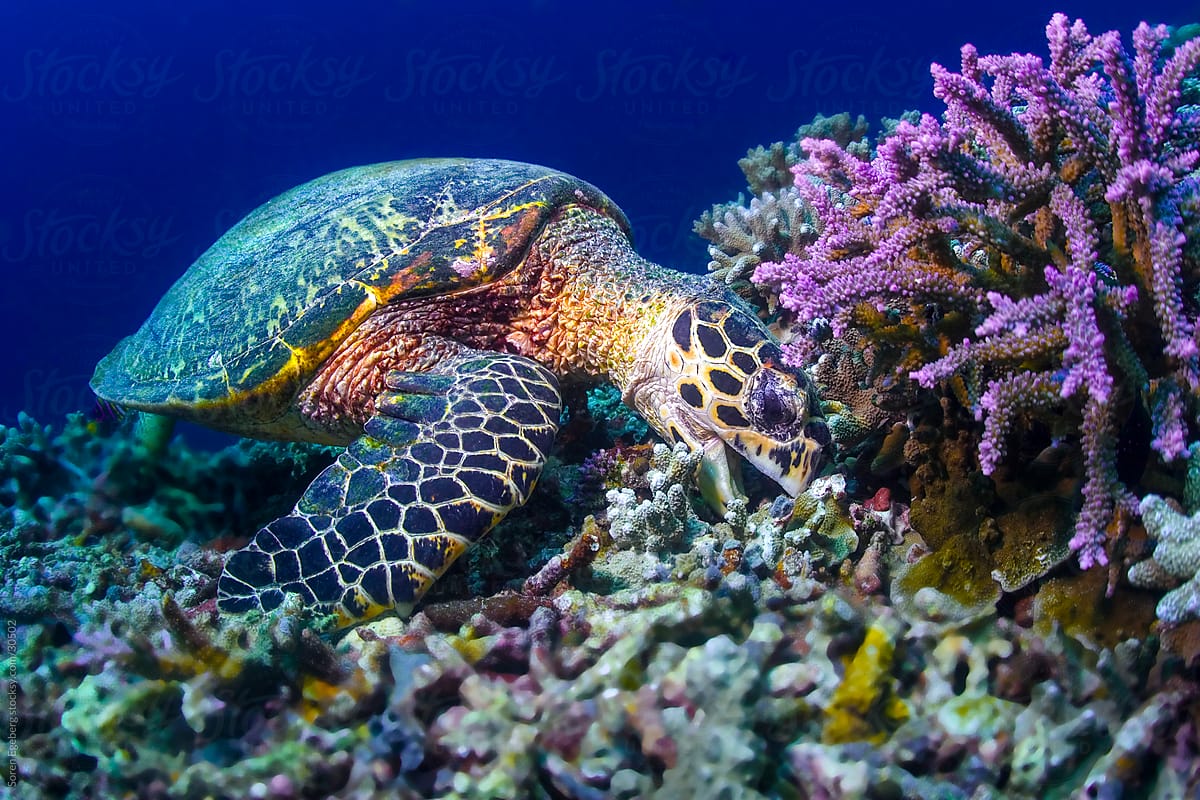 Sea Turtle Eating Coral Underwater On A Reef | Stocksy United