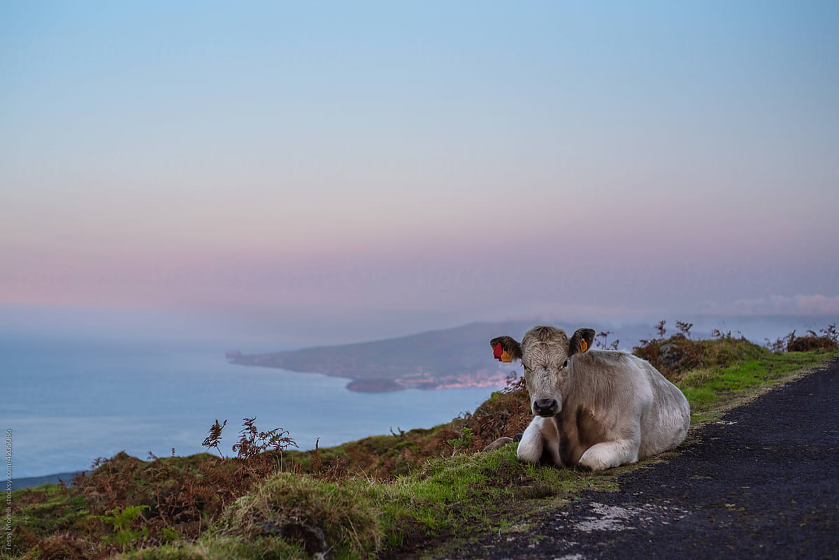 Cow on the road at Pico Island, Azores