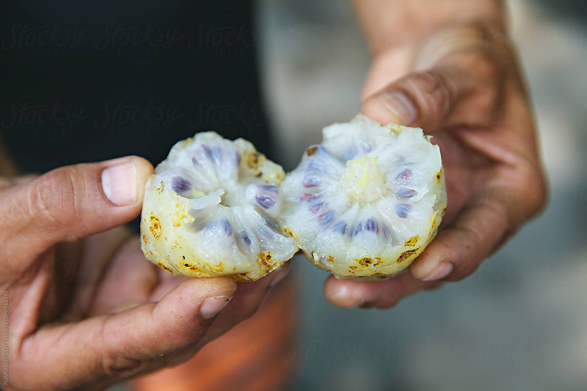 close up of hands holding a noni fruit in hawaii