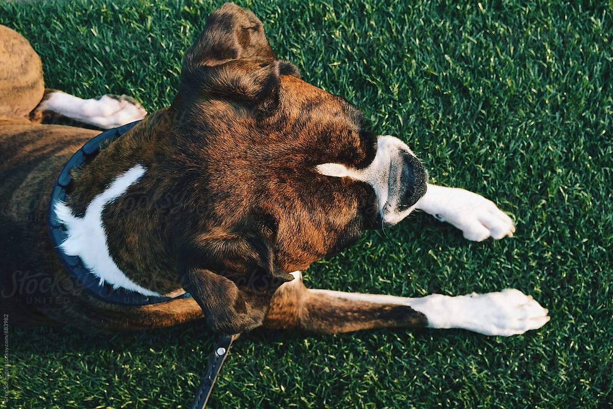A brown and black brindle Boxer dog with white paws lying on green grass turf