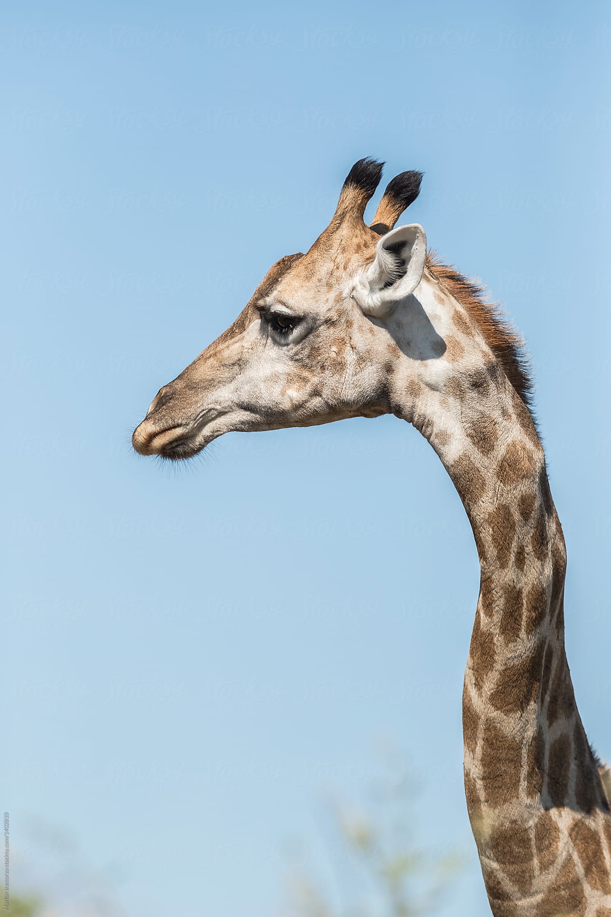 giraffe face side