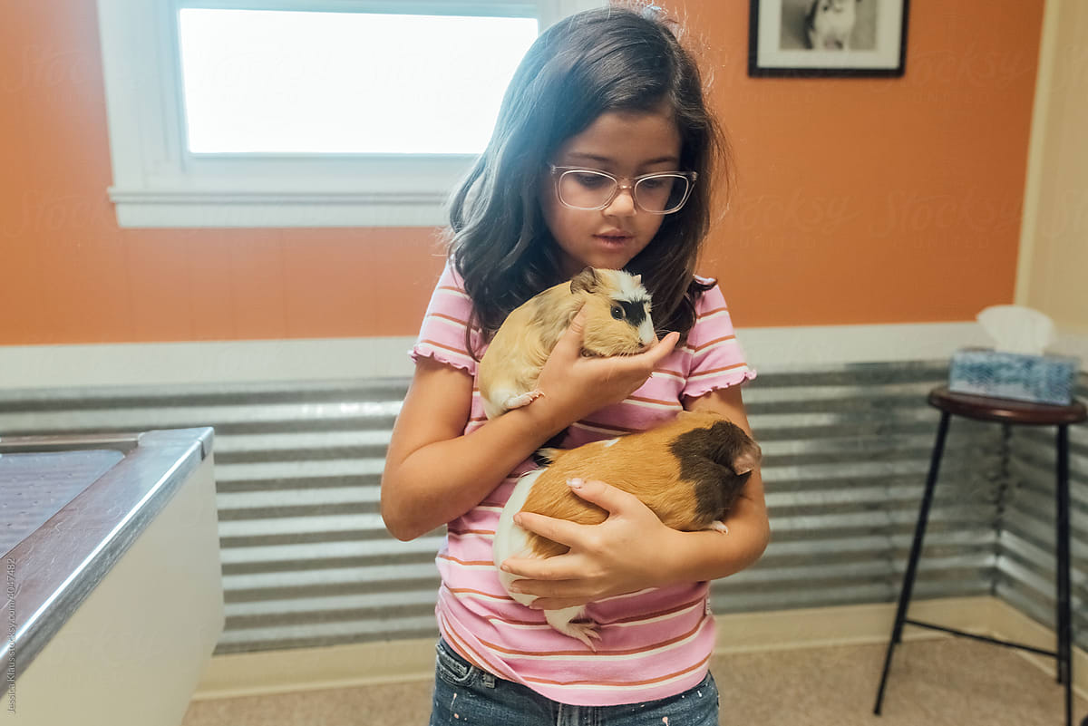Child carefully juggling two guinea pigs.