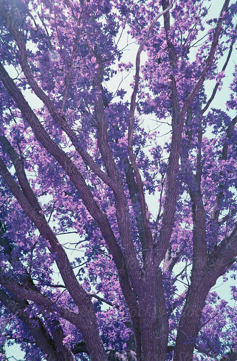 Infrared nature unreal pink spring oak tree landscape