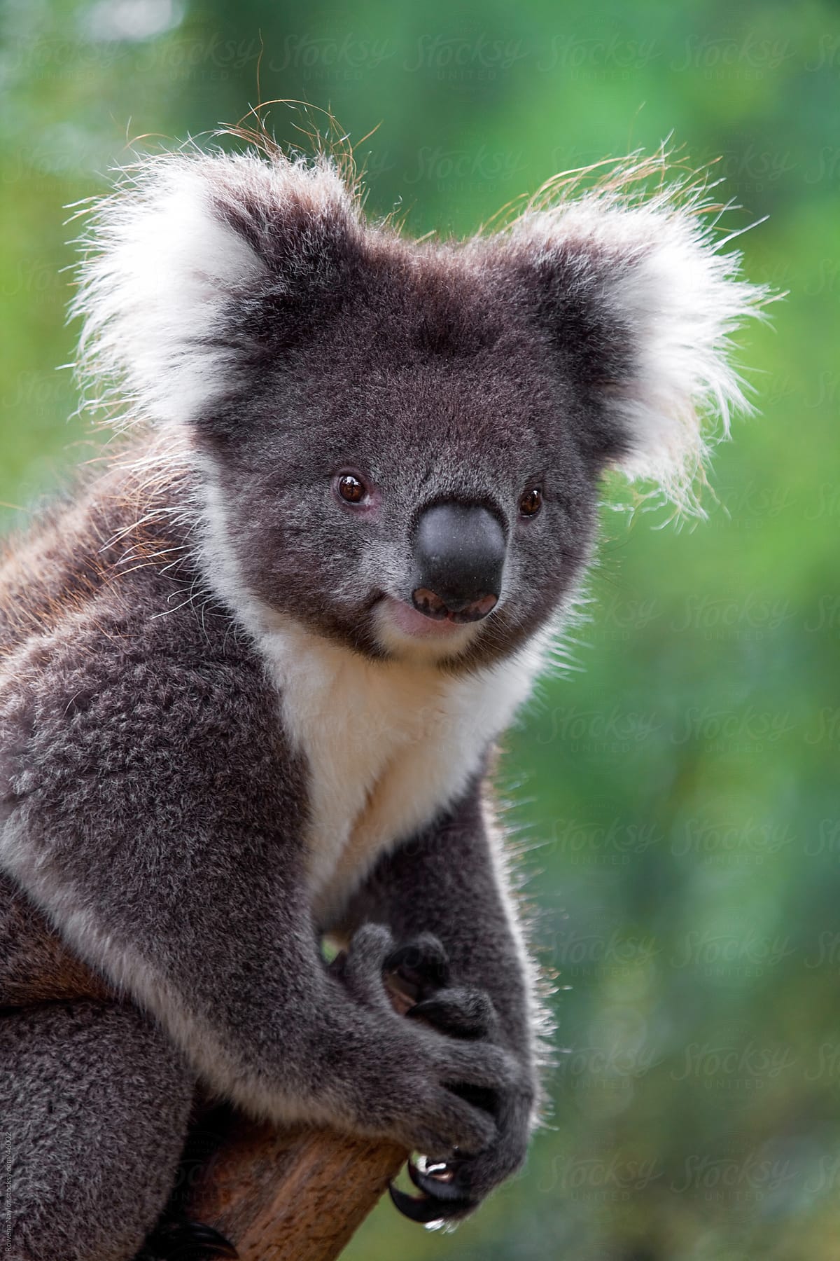 Australian Koala In Natural Habitat