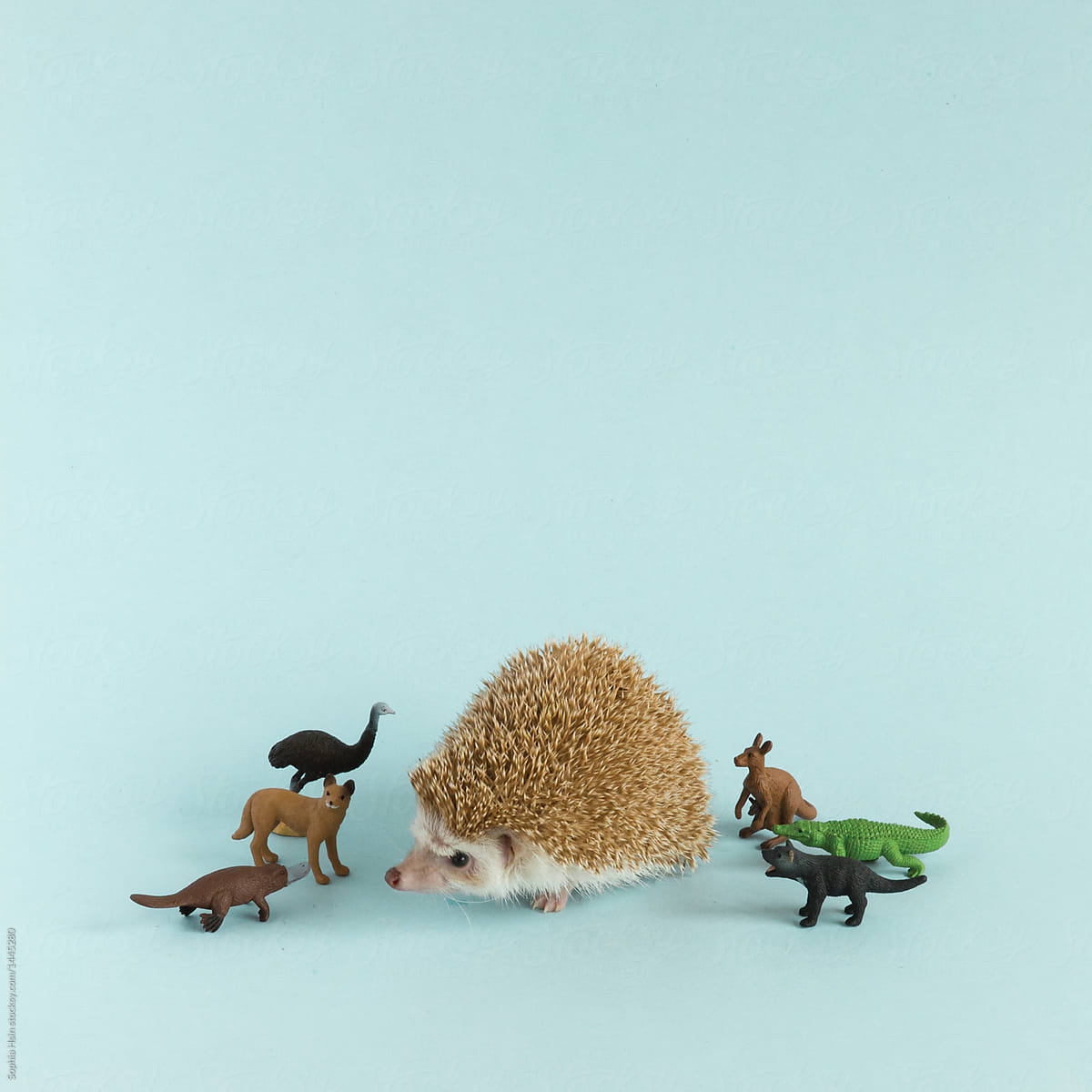 Hedgehog on blue backdrop with plastic animal friends