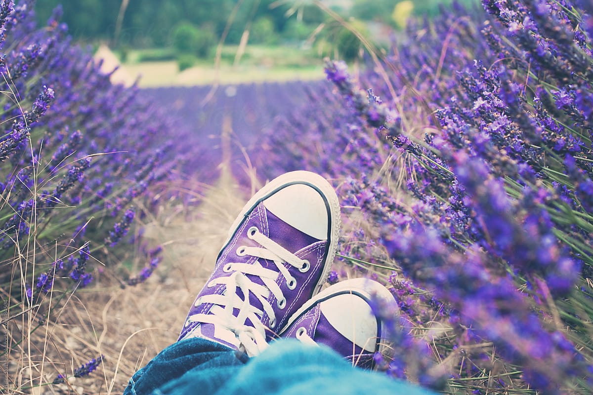 Purple sneakers among lavender