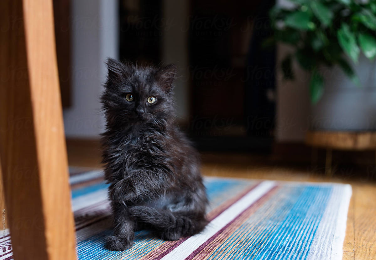 Fluffy Black Kitten