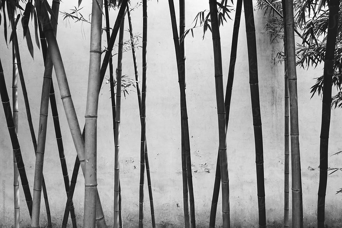 Bamboo in Suzhou traditional garden,China