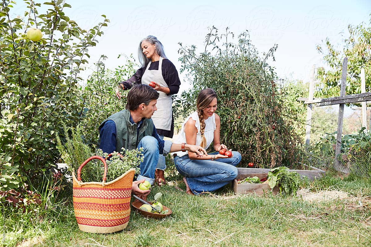 Family picking vegetables in the garden together