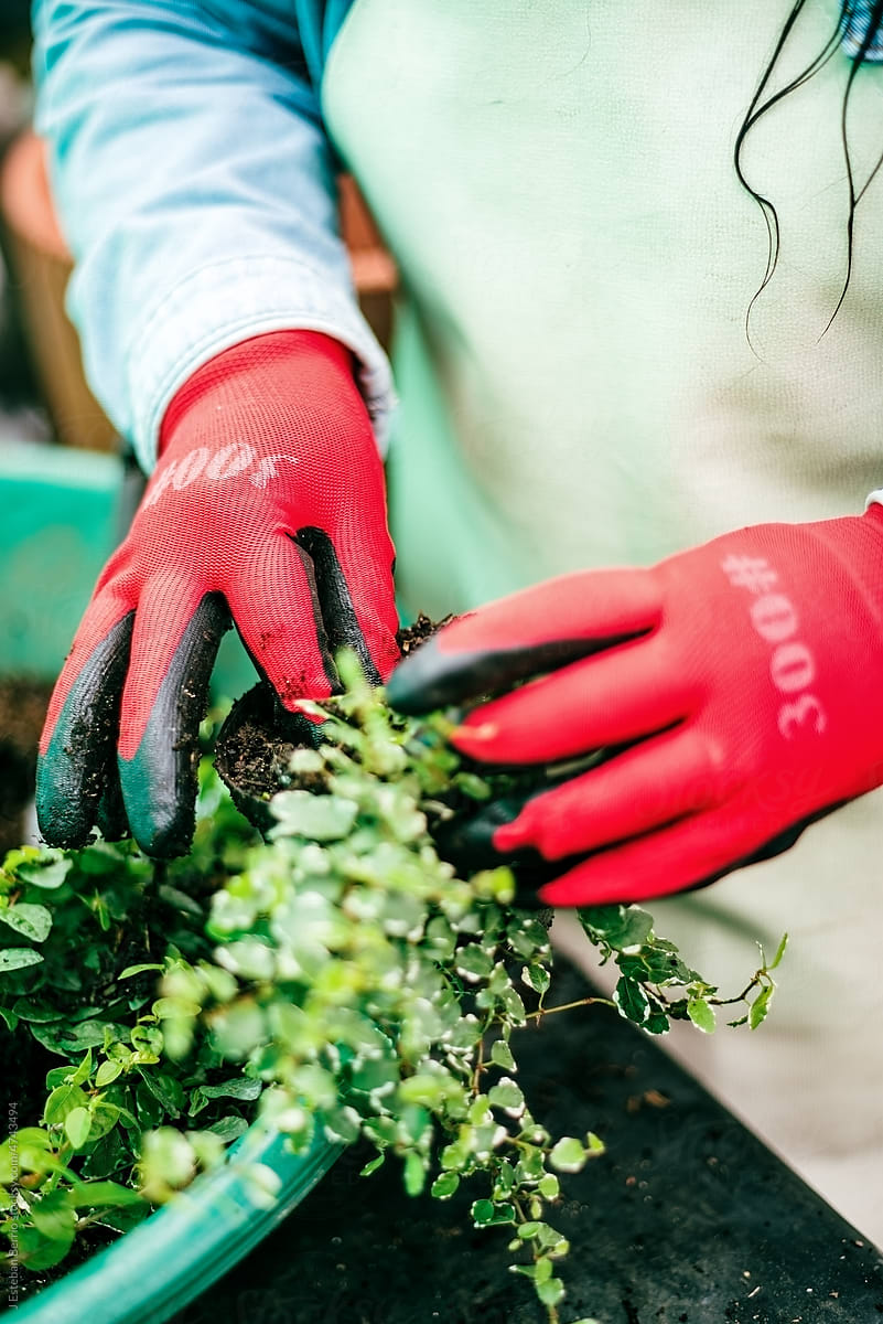 Unrecognizable woman with gloves reseeding a plant
