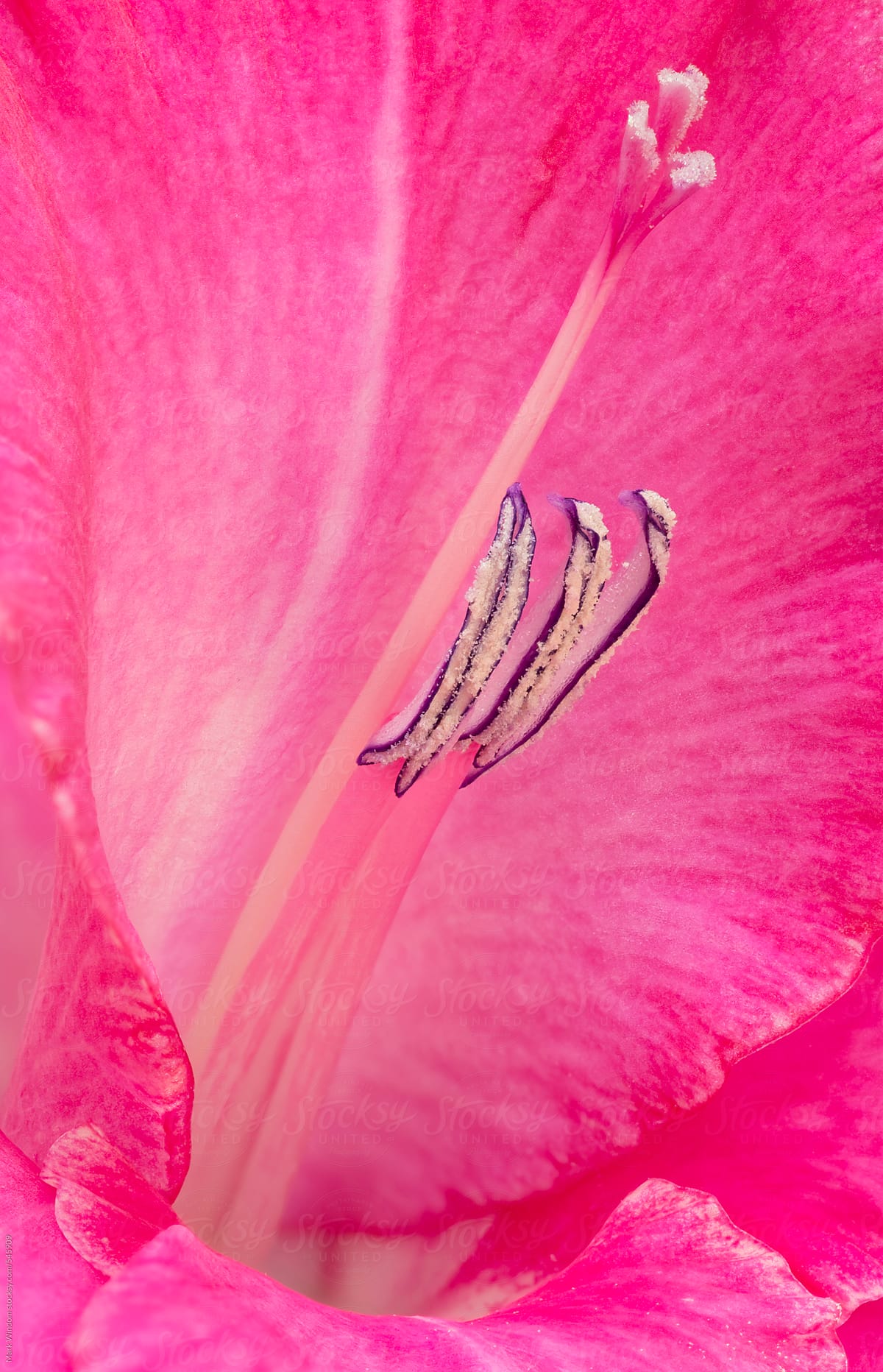 Gladiolus blossom, closeup