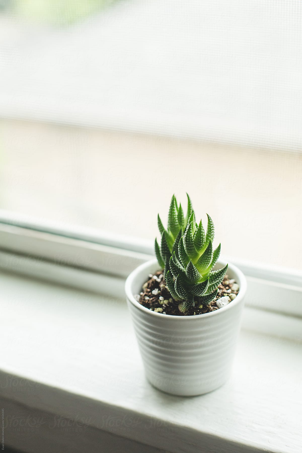 Small Succulent Plant on Window Sill