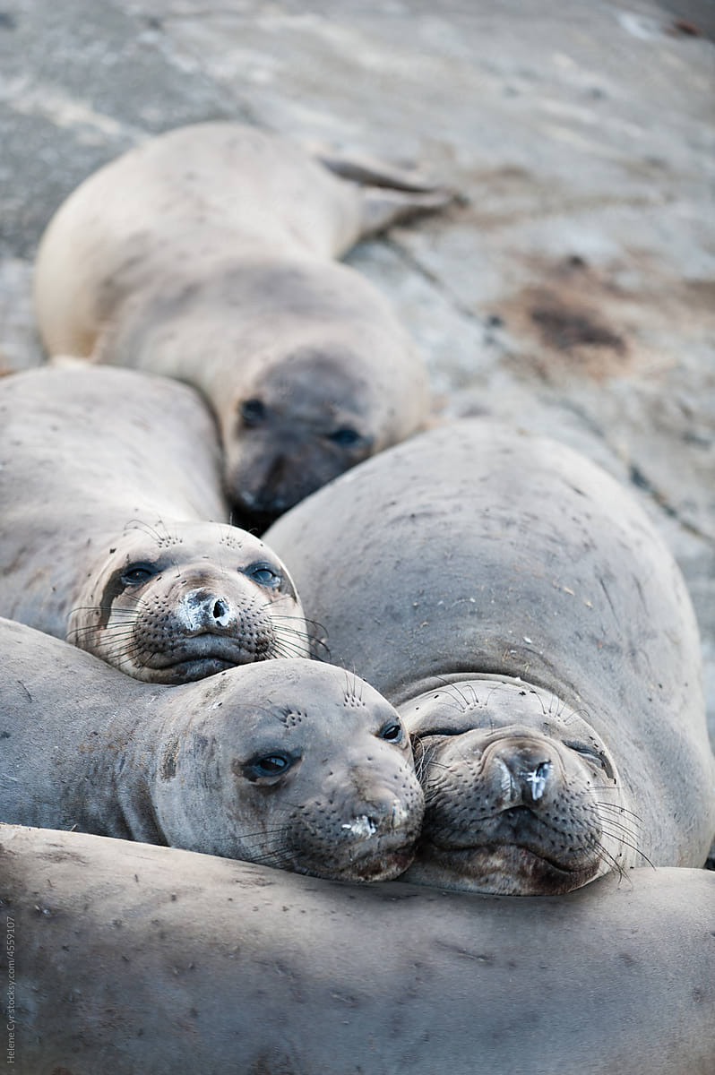 Baby Elephant Seals