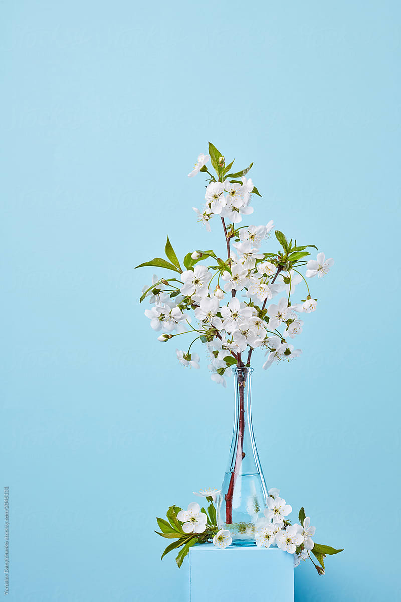 Blooming cherry branch in a glass bottle