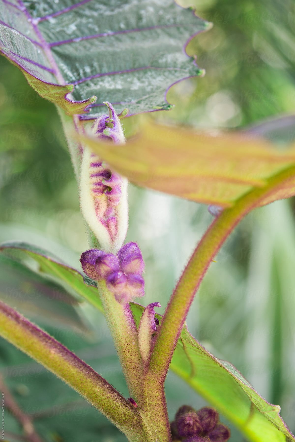 tropical plant close up