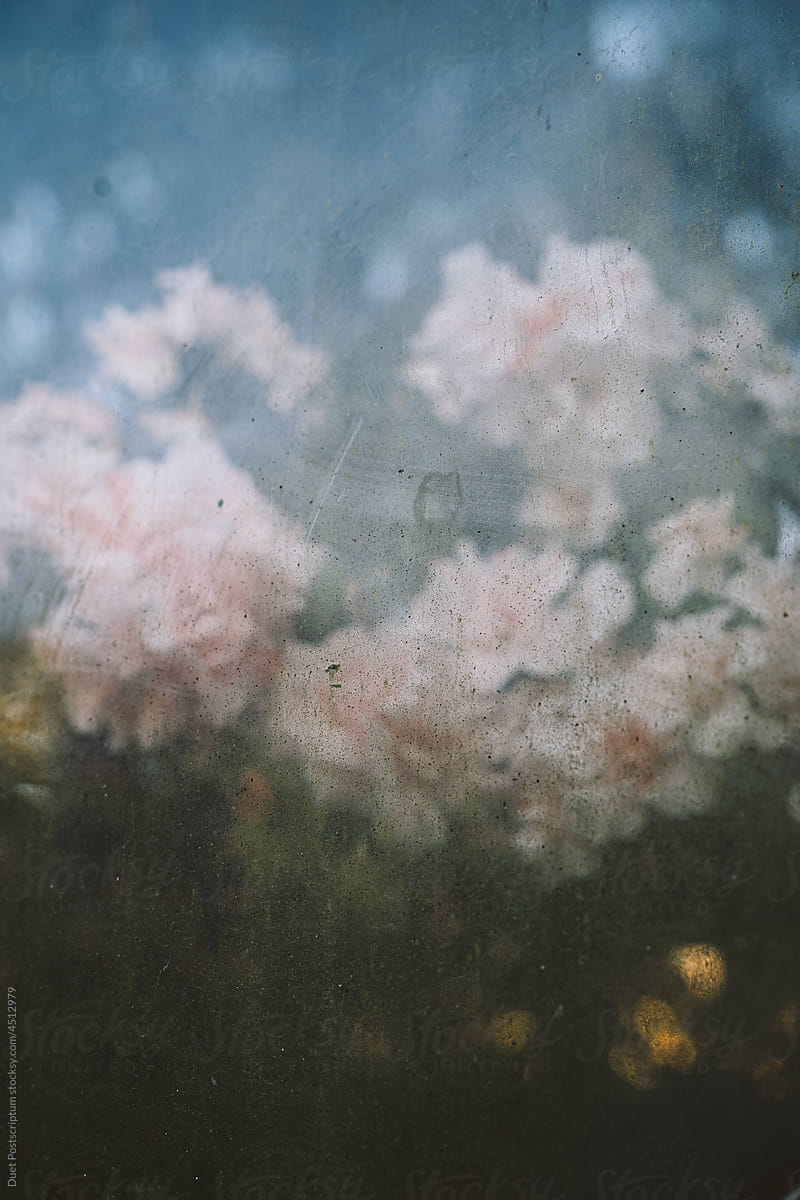 Pale pink flowers behind dirty glass