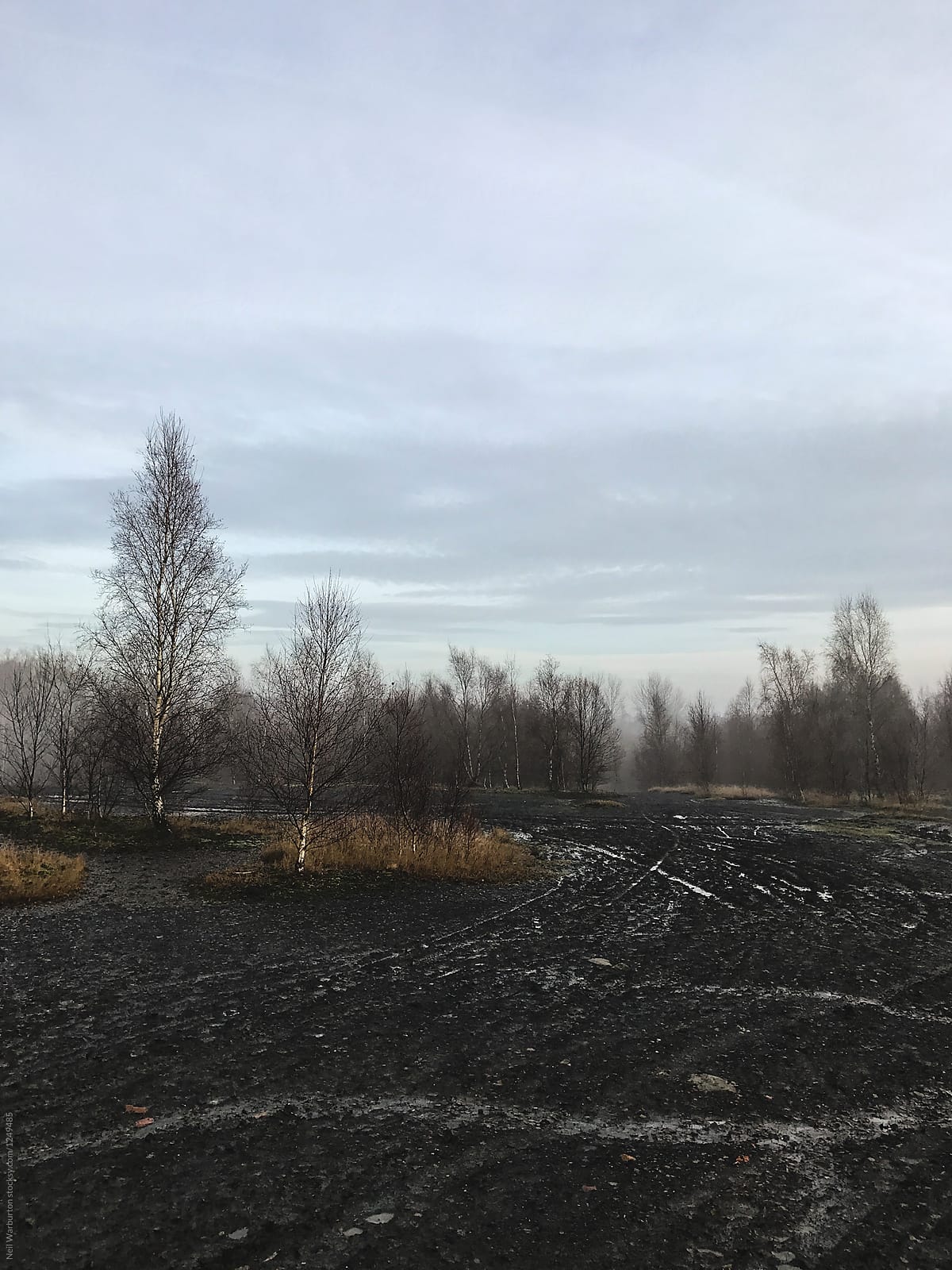 Birch Trees on industrial waste land