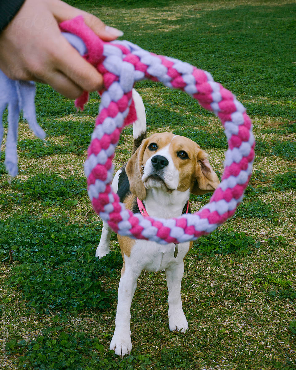 Beagle dog looks at the rope ring-toy for dogs with great enthusiasm