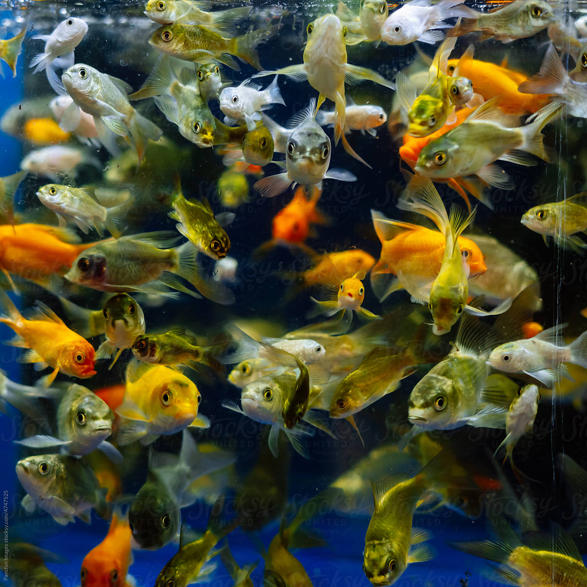 Beautiful fish swim in aquaculture tank