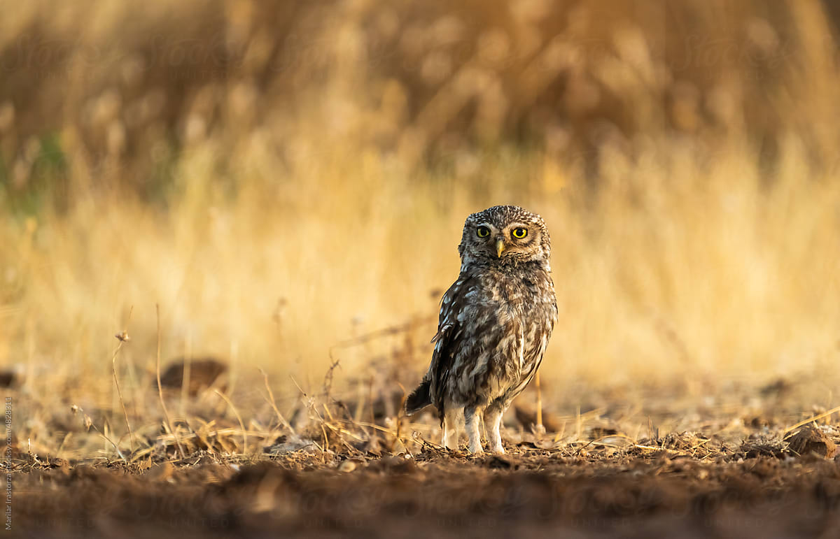 Little Owl In Its Natural Habitat
