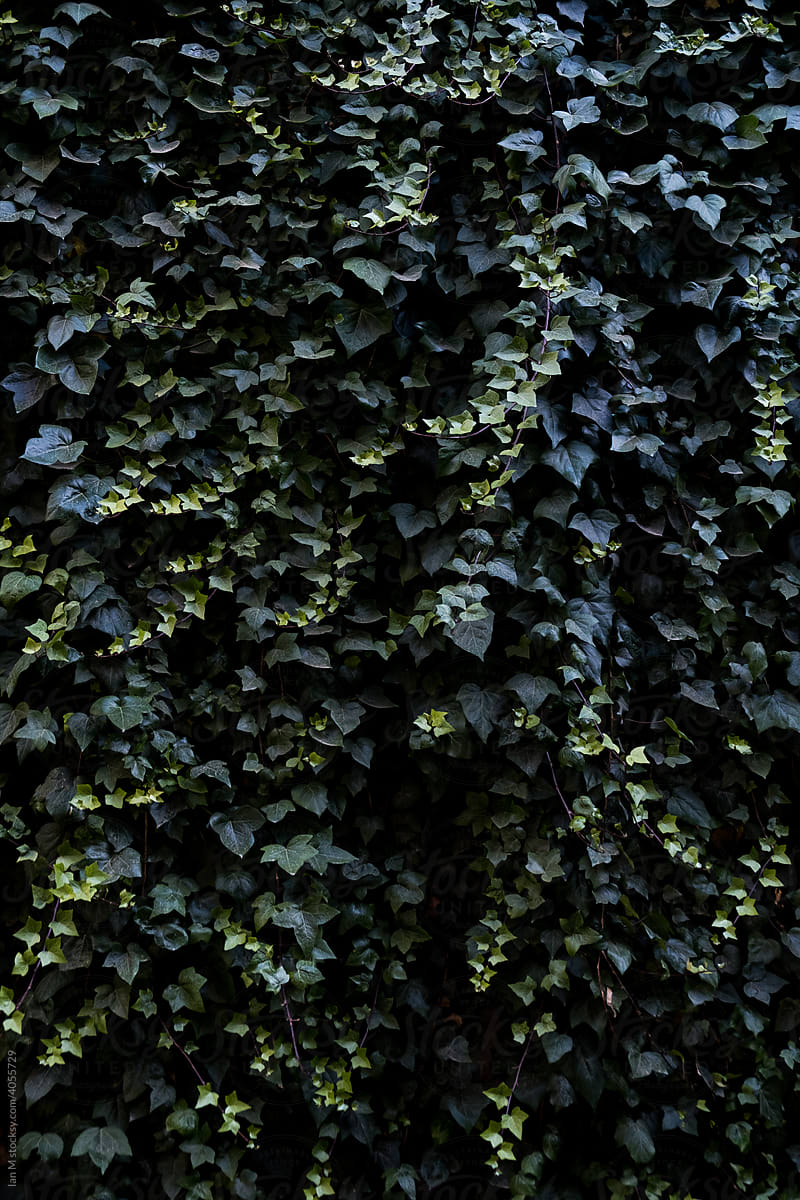 Ivy Wall
