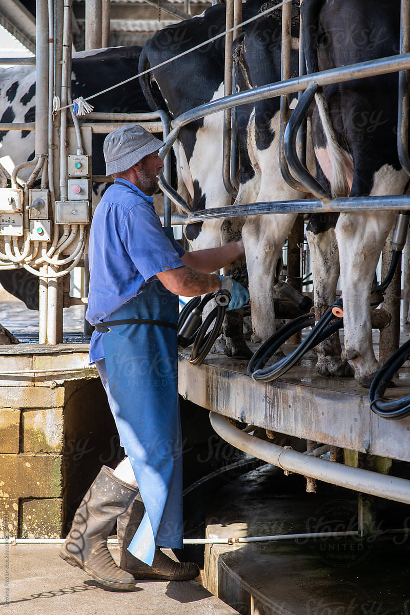 Dairy farmer milking his herd on a rotary dairy