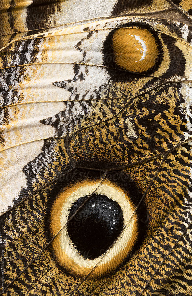 Caligo Butterfly Wing