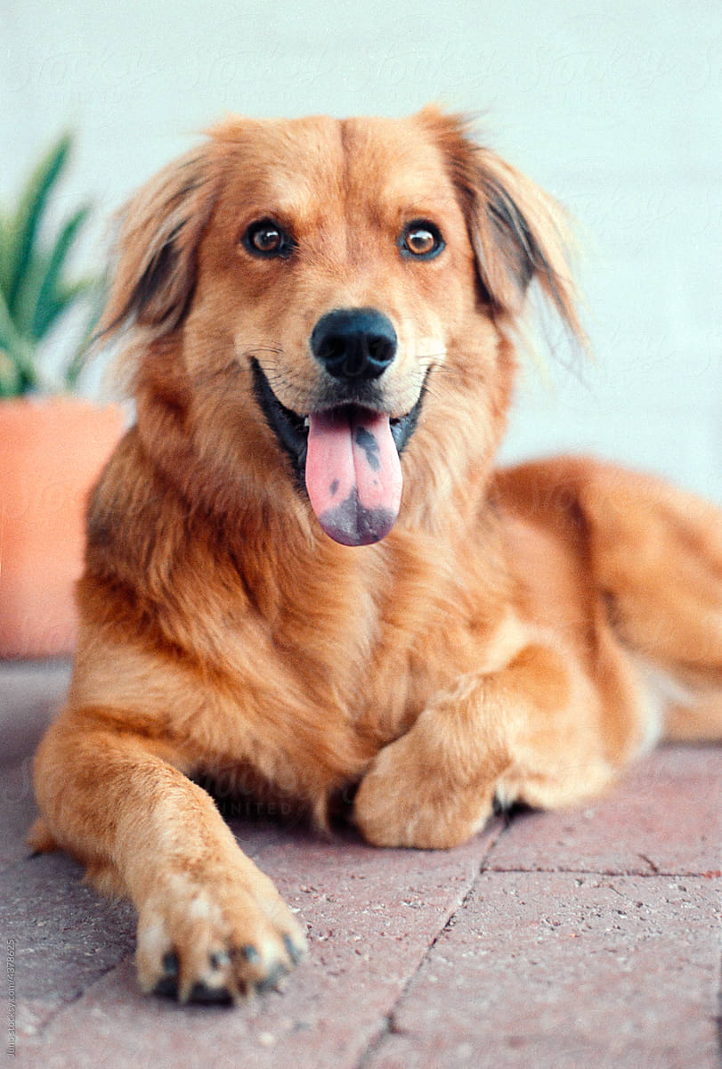 Pet dog portrait