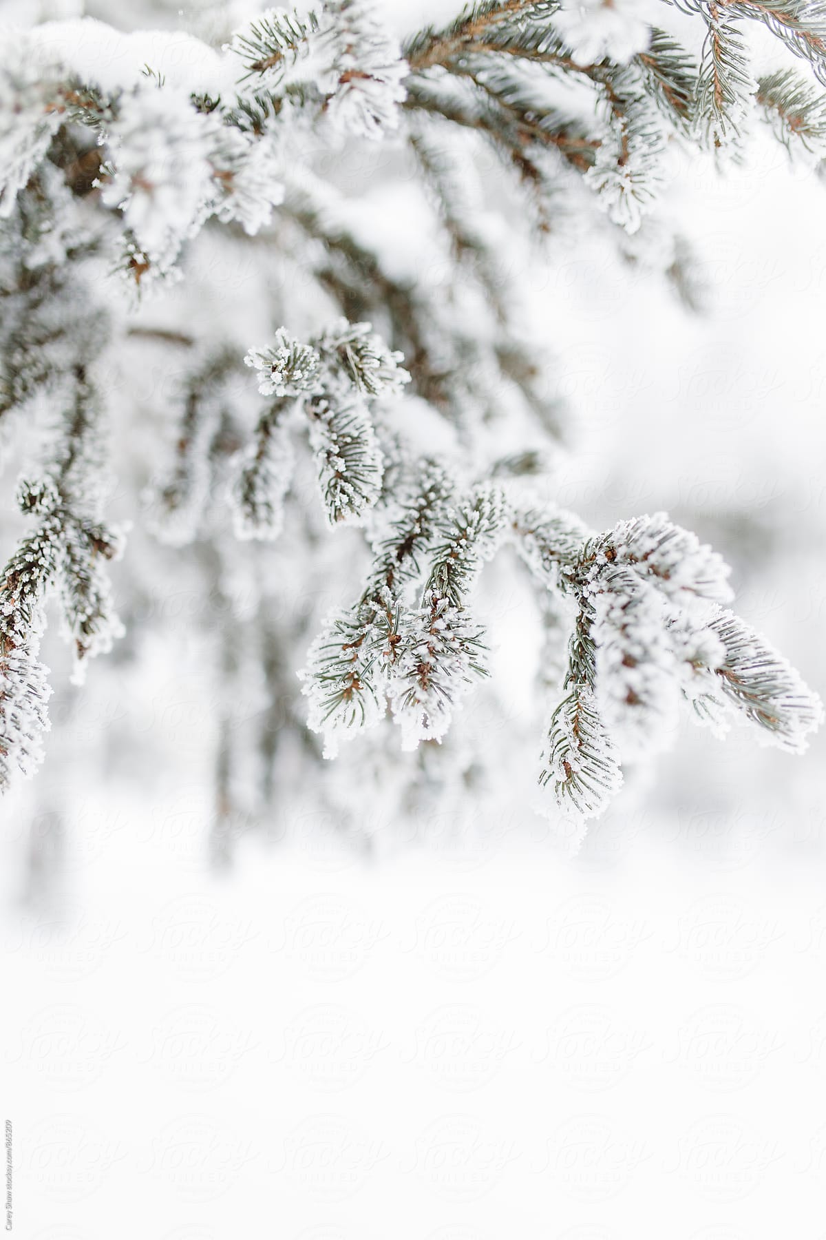 Detail of frost covered evergreen tree in winter