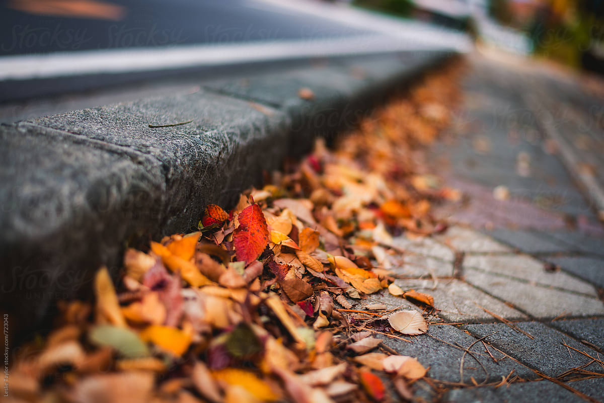 Autumn Leaves Along A Sidewalk