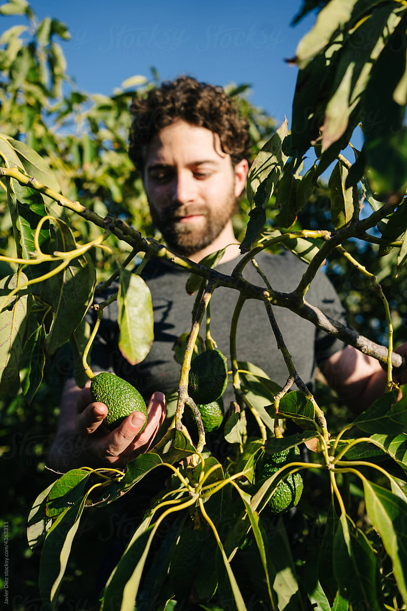 Concentrate male farmer harvesting avocado in garden