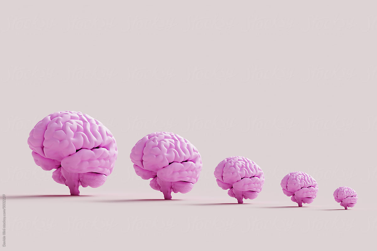 Human brains Anatomical Model on pink background. 3d rendering