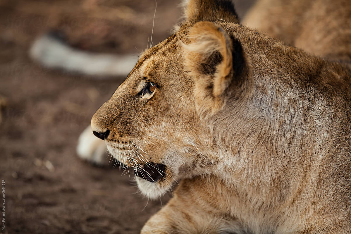 Profile of a Young Lion