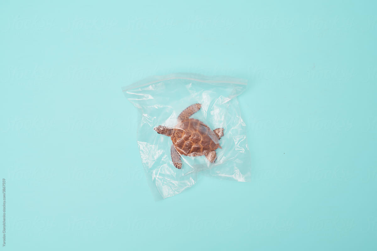 Toy turtle in transparent plastic bag