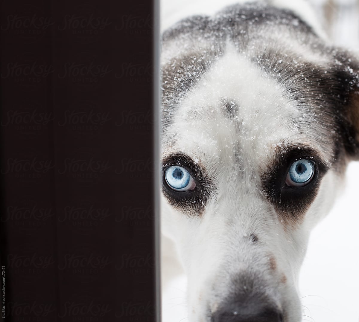 snowy blue eyed dog staring through door