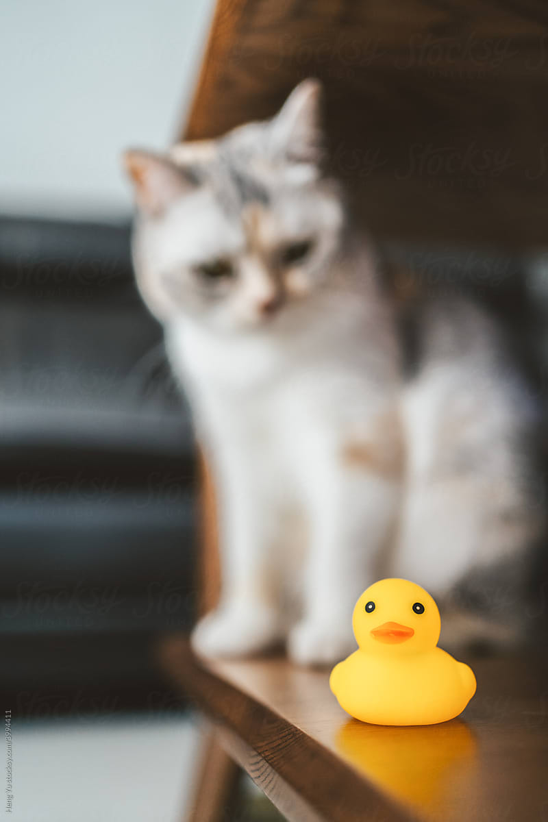 Cat looking at its toy duck