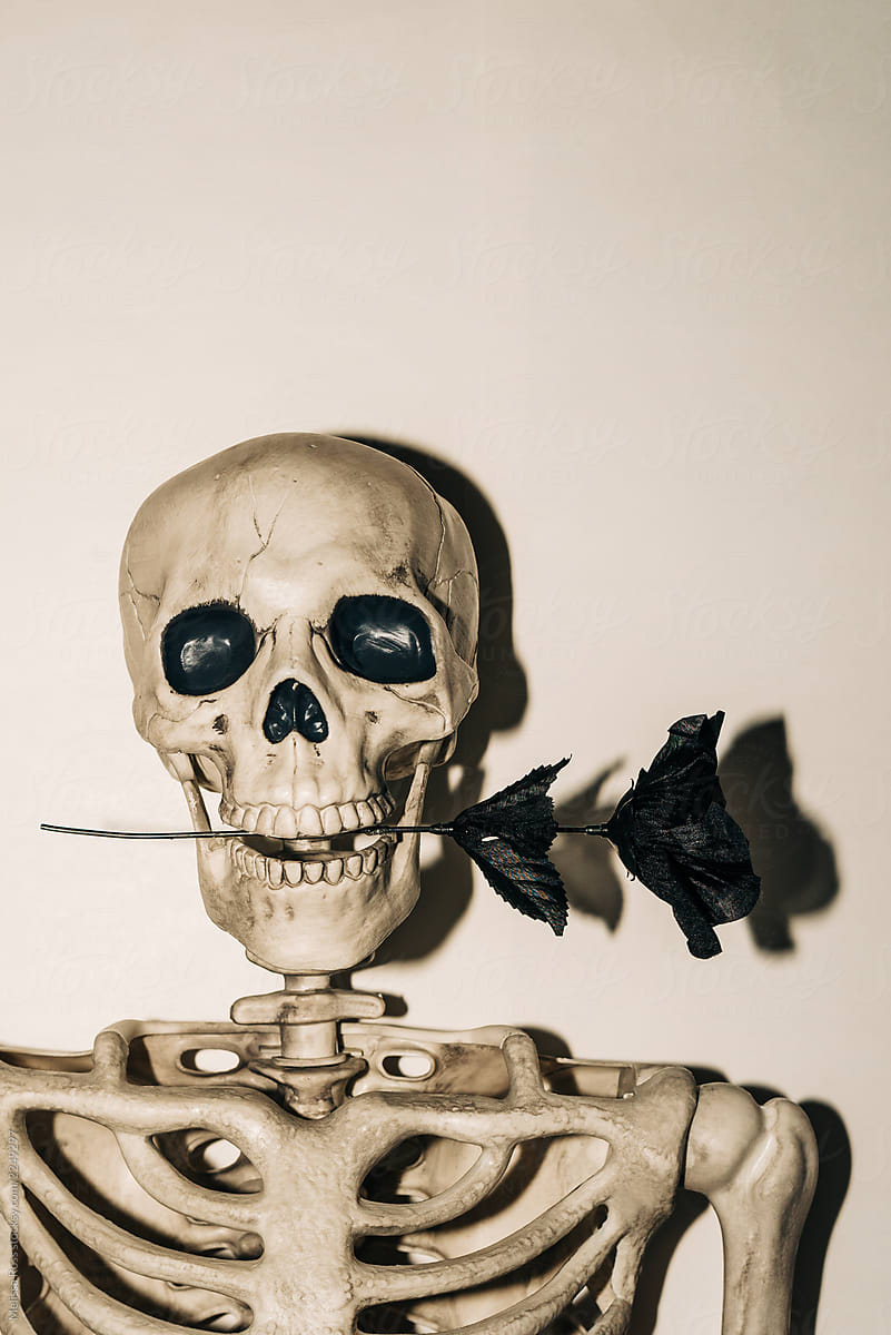 Artificial human skeleton holding a rose between its teeth.
