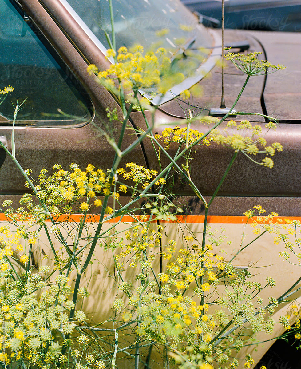 Vintage Car and Wildflowers