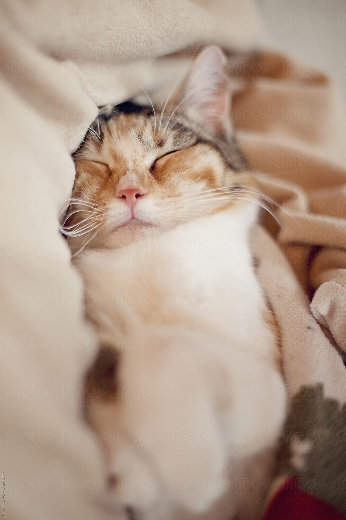 Tabby cat sleeping peacefully in warm woolen blanket