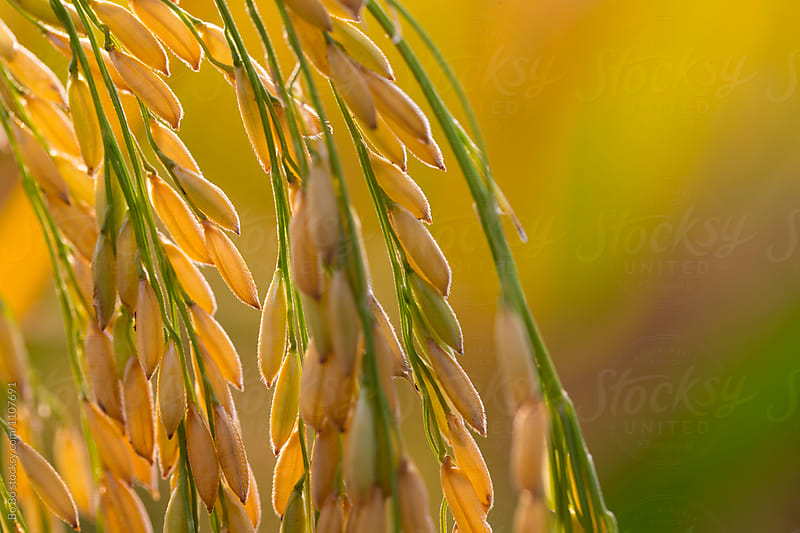 Close up of rice ear at autumn day