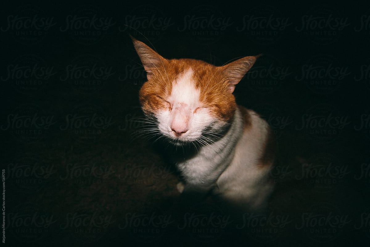 Cat with closed eyes at night