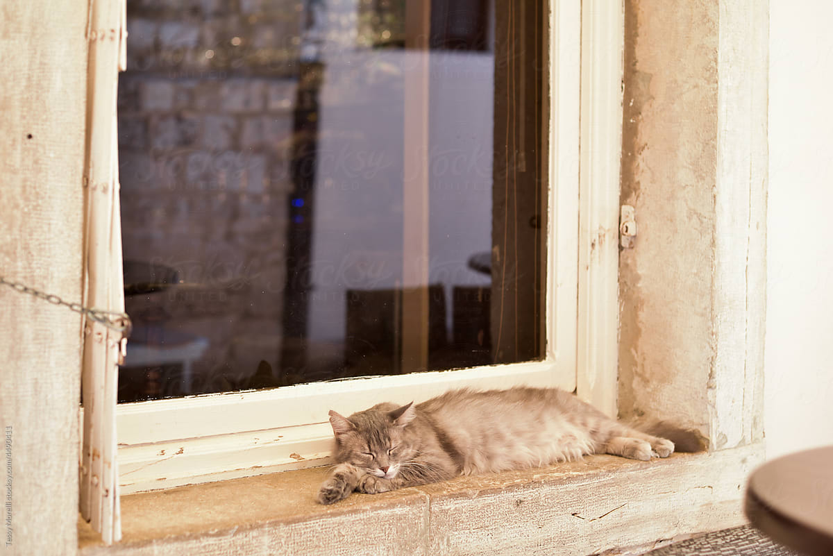 Sleepy cat by the window