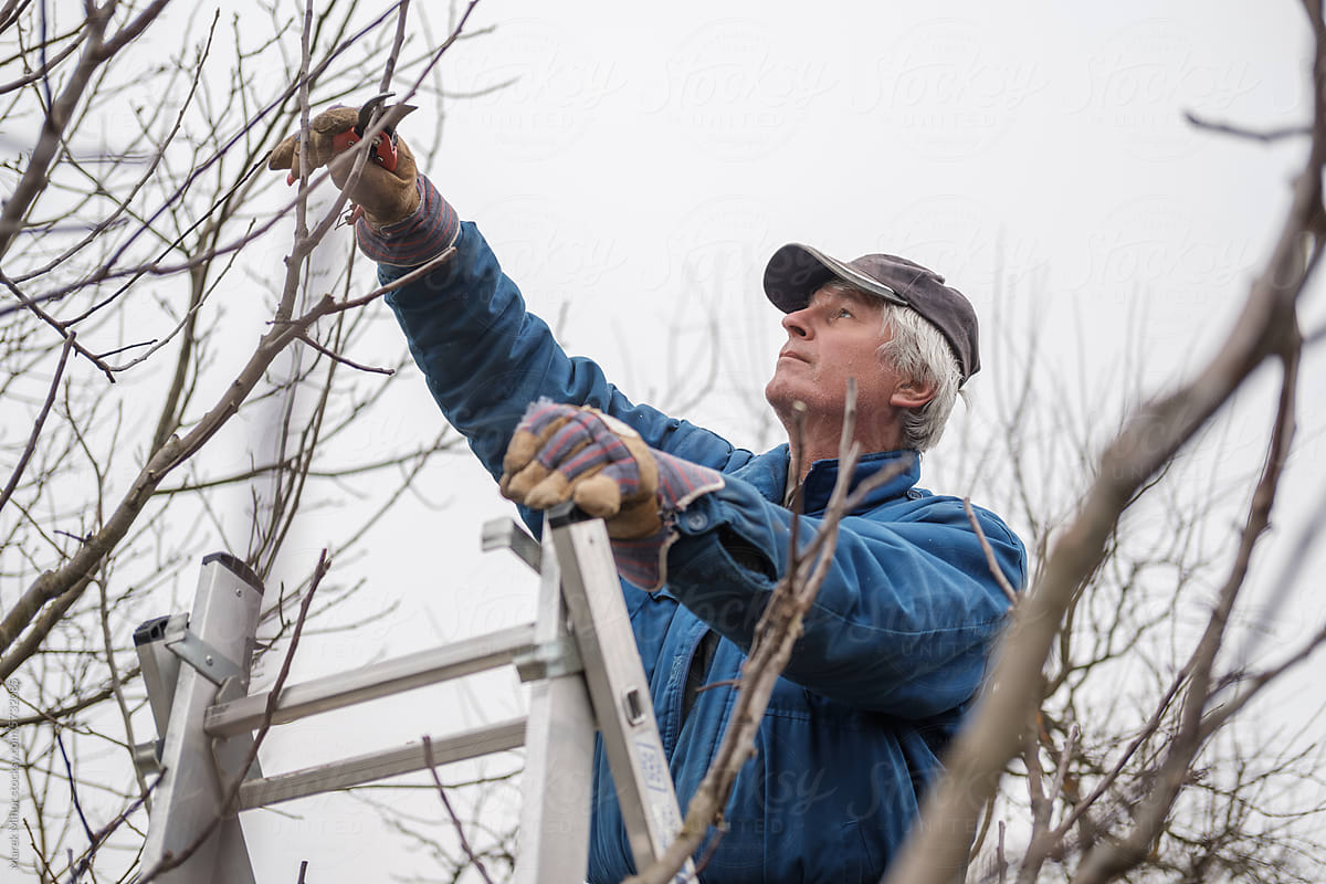Man pruning a tree against a grey sky