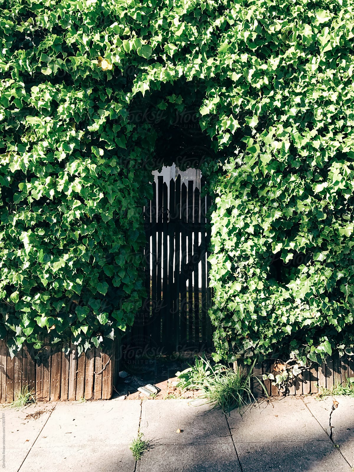 Gate entrance covered by hedge of vines