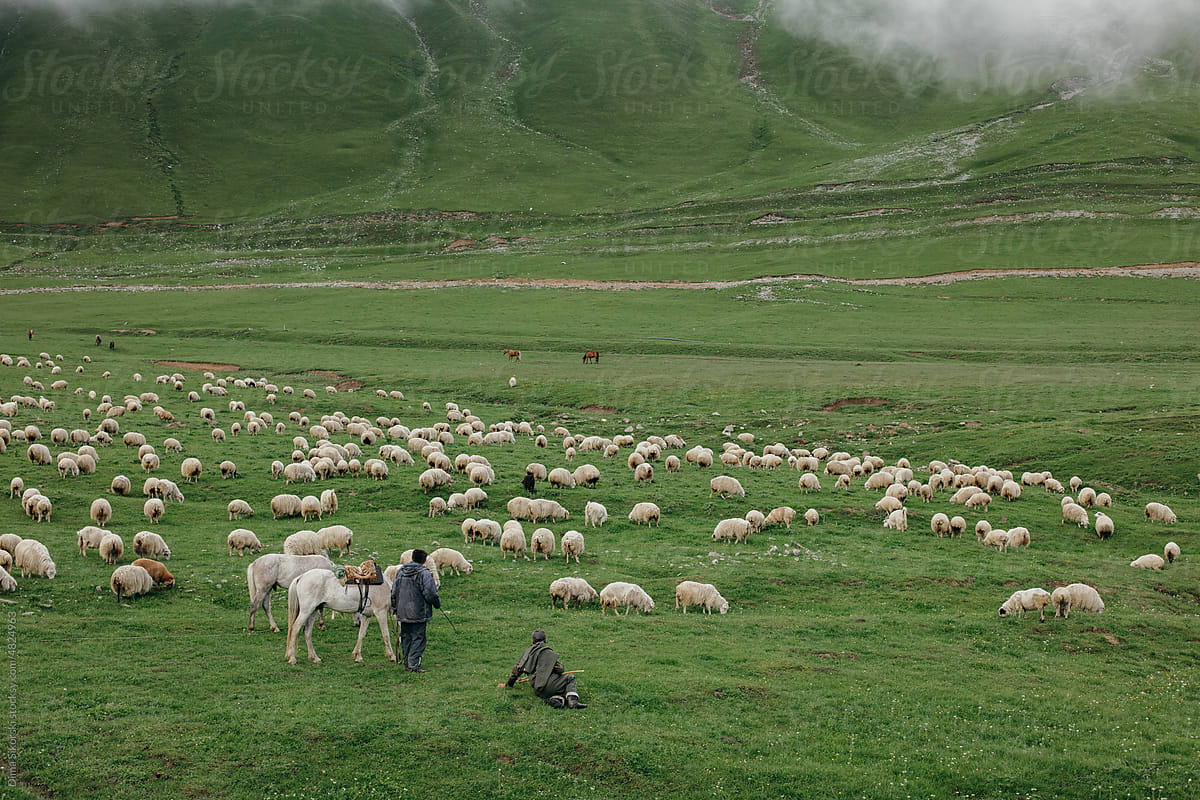 shepherds with a large flock of sheep in the green mountains