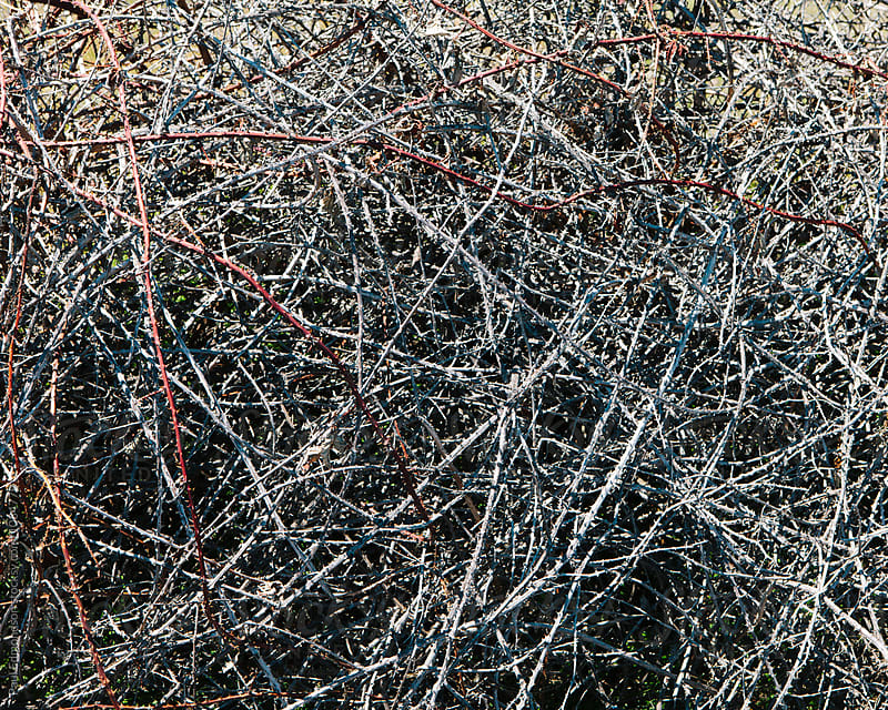 Pile of thorn-covered blackberry vines, Oregon