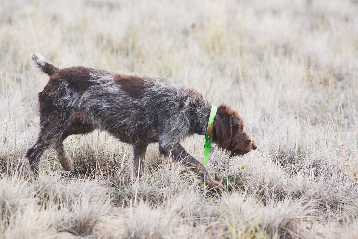 A wire haired Griffon bird dog searches for game